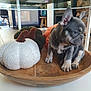 puppy, dog, french_bulldog, wooden_bowl, knitted_pumpkins, white_pumpkin, orange_pumpkin, green_pumpkin, indoor, floor, table, modern_home, decor, cute, pet, small_puppy, sitting, wood, animal, cozy