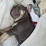 puppy, dog, sleeping, blanket, cozy, french_bulldog, tongue_out, cute, indoor, pet, resting, soft, toy, fur, snuggling, animal, comfortable, relaxed, bed, nap