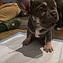 puppy, french_bulldog, dog, training_pad, ears, wrinkles, floor, indoor, person, crocs, pants, shadow, background, curious, pet, animal, companion, cute, small, sitting