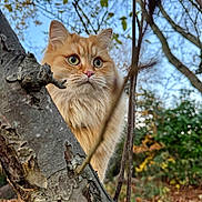 Gideon is registered to the contest to win money with this photo: cat, orange_cat, fluffy, tree, branch, autumn, leaves, forest, outdoor, nature, animal, curious, closeup, whiskers, green_eyes, bokeh, background, mammal, feline, cute