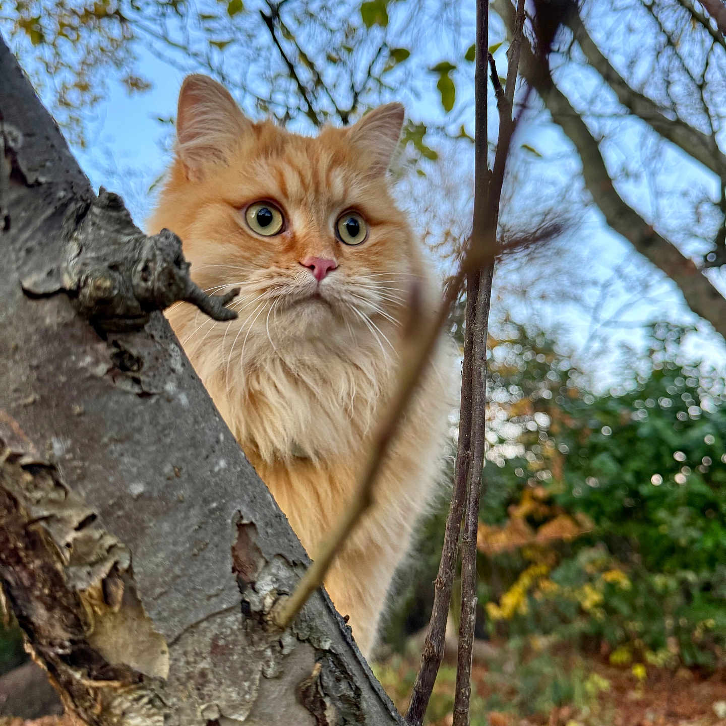 Gideon is registered to the contest to win money with this photo: cat, orange_cat, fluffy, tree, branch, autumn, leaves, forest, outdoor, nature, animal, curious, closeup, whiskers, green_eyes, bokeh, background, mammal, feline, cute