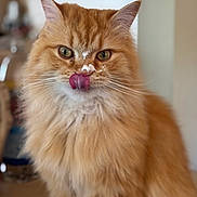 Oswald is registered to the contest to win money with this photo: cat, orange_cat, fluffy, tongue_out, licking, indoor, pet, feline, whiskers, closeup, cute, animal, mammal, domestic_cat, soft_fur, focused, portrait, face, eyes, playful