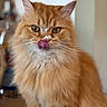 cat, orange_cat, fluffy, tongue_out, licking, indoor, pet, feline, whiskers, closeup, cute, animal, mammal, domestic_cat, soft_fur, focused, portrait, face, eyes, playful