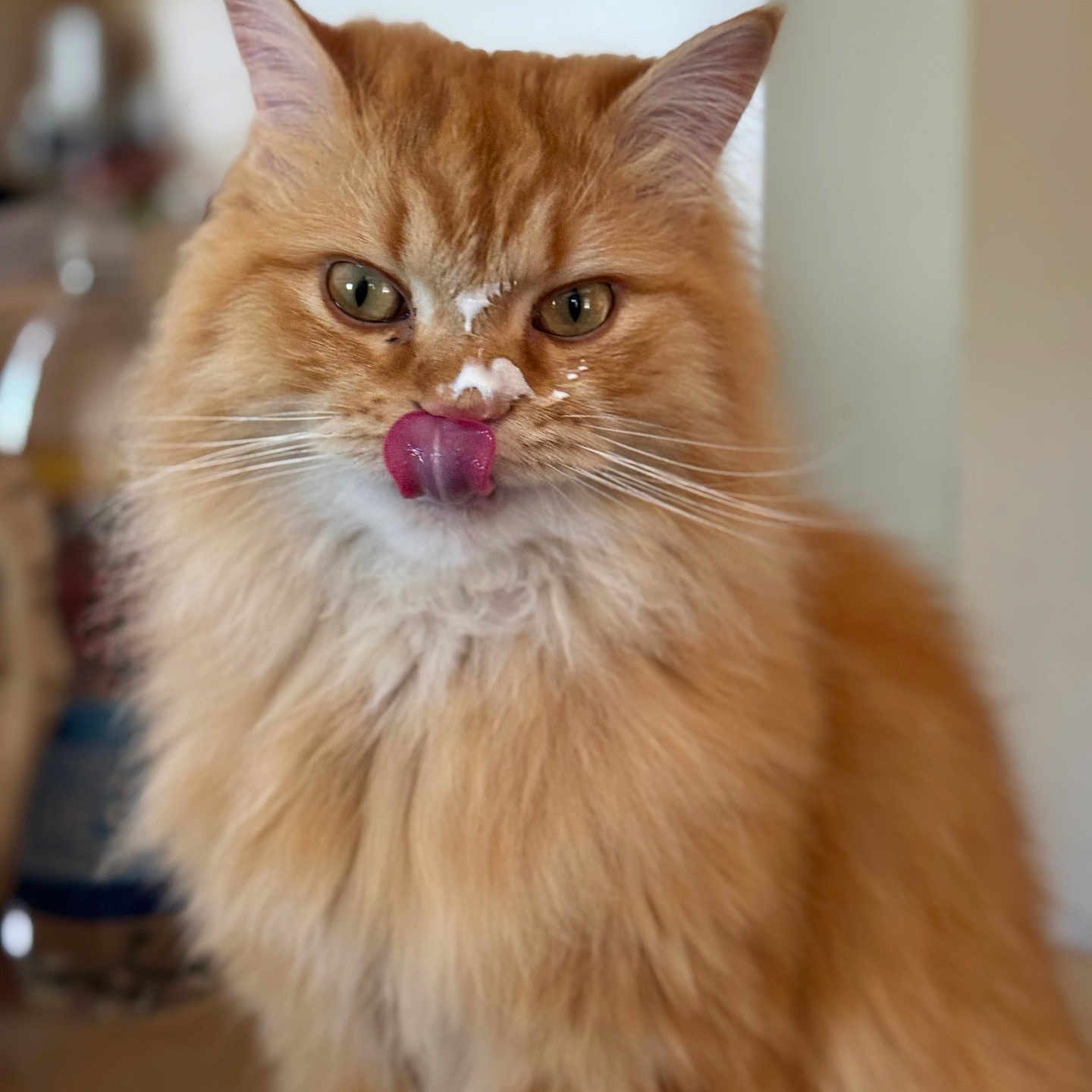 Oswald is registered to the contest to win money with this photo: cat, orange_cat, fluffy, tongue_out, licking, indoor, pet, feline, whiskers, closeup, cute, animal, mammal, domestic_cat, soft_fur, focused, portrait, face, eyes, playful
