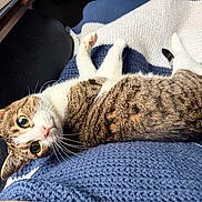 Sadie joined the competition — help win amazing prizes! cat, tabby, pet, animal, feline, whiskers, ears, eyes, blanket, knitted, blue, white, cozy, relaxed, indoor, fur, cute, lying_down, looking, curious