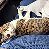cat, tabby, pet, animal, feline, whiskers, ears, eyes, blanket, knitted, blue, white, cozy, relaxed, indoor, fur, cute, lying_down, looking, curious