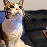 Sadie is registered to the contest to win money with this photo: cat, feline, pet, indoor, whiskers, fur, curious, closeup, portrait, animal, domestic, cute, looking_up, tabby, white_fur, soft_light, cozy, blurred_background, sitting, alert