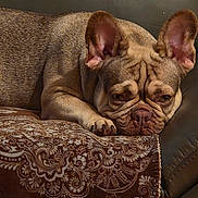 Quinny joined the competition — help win amazing prizes! animal, blanket, brown, closeup, couch, cute, dog, ears, expression, face, french_bulldog, fur, indoor, leather, paw, pet, relaxed, resting, sleepy, wrinkles