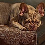 animal, blanket, brown, closeup, couch, cute, dog, ears, expression, face, french_bulldog, fur, indoor, leather, paw, pet, relaxed, resting, sleepy, wrinkles