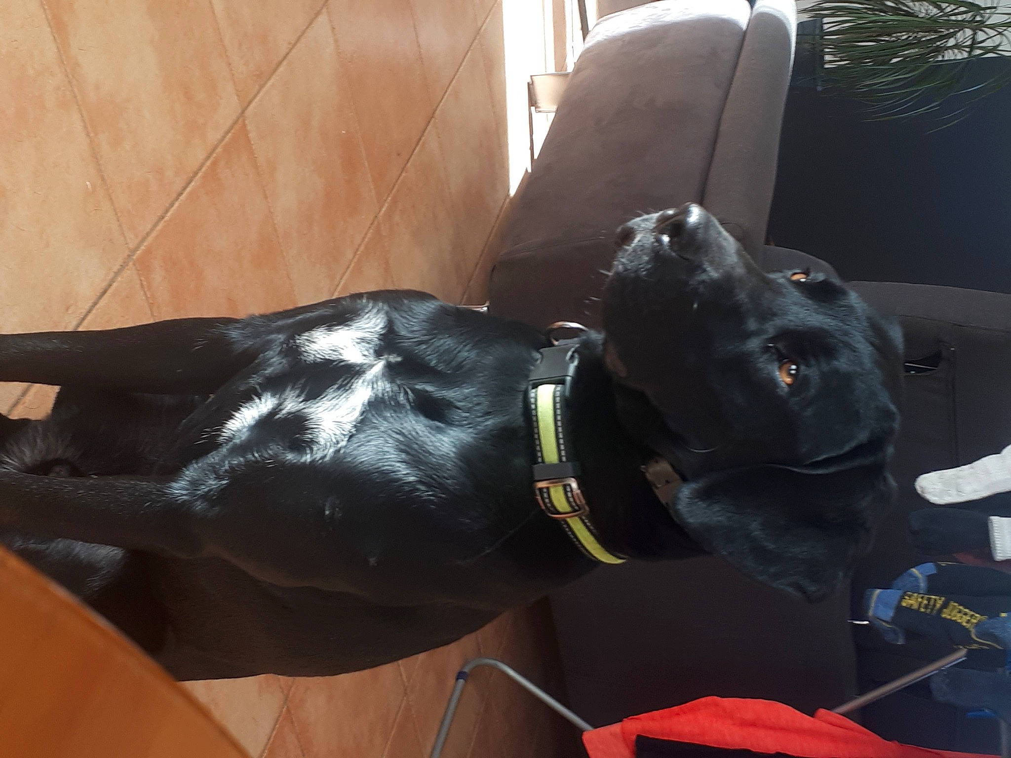 Marlow participe au concours pour gagner de l'argent avec cette photo : borador, carnivore, collar, companion_dog, dog, dog_breed, dog_collar, dog_supply, fur, guard_dog, gun_dog, liver, personal_protective_equipment, pet_supply, snout, sporting_group, tail, vertebrate, working_animal, working_dog