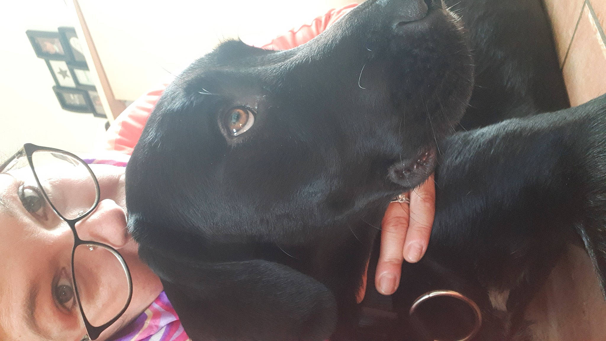 Marlow participe au concours pour gagner de l'argent avec cette photo : borador, canidae, carnivore, collar, companion_dog, dog, dog_breed, dog_collar, ear, fur, gesture, guard_dog, jaw, personal_protective_equipment, retriever, snout, sporting_group, vertebrate, whiskers, working_animal