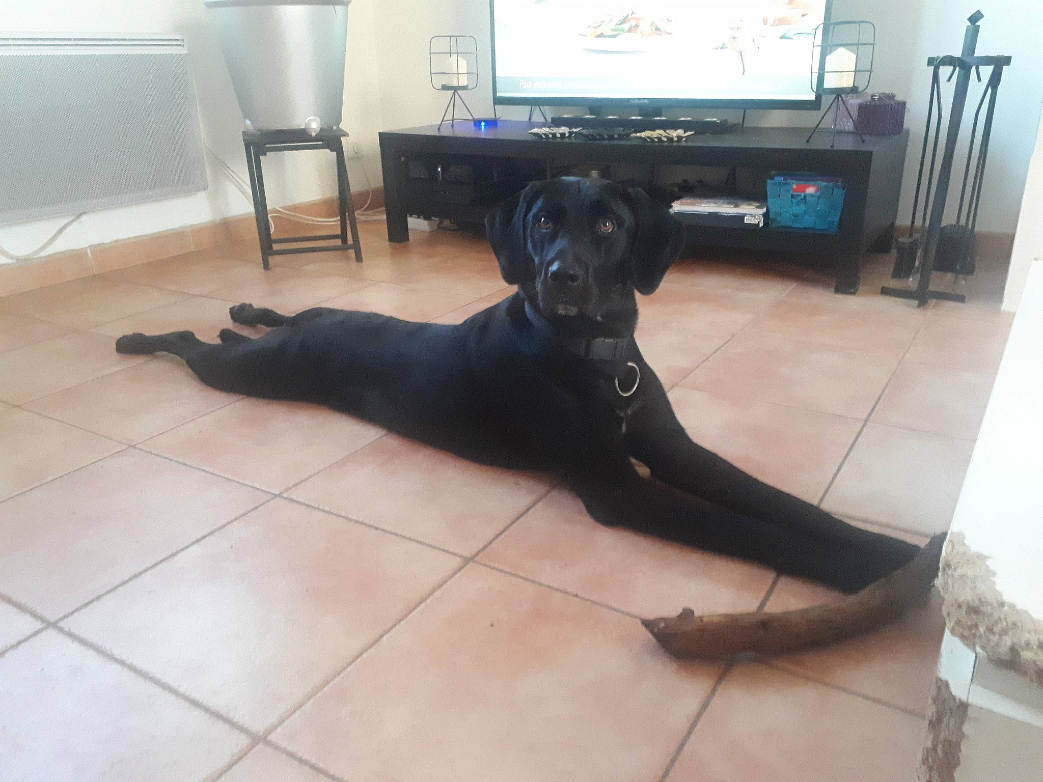 Marlow a rejoint le concours — aidez-le/la à gagner de superbes lots ! canidae, carnivore, comfort, companion_dog, dog, dog_breed, floor, flooring, hardwood, home_appliance, laminate_flooring, liver, snout, sporting_group, tail, television, television_set, wood, wood_flooring, working_animal