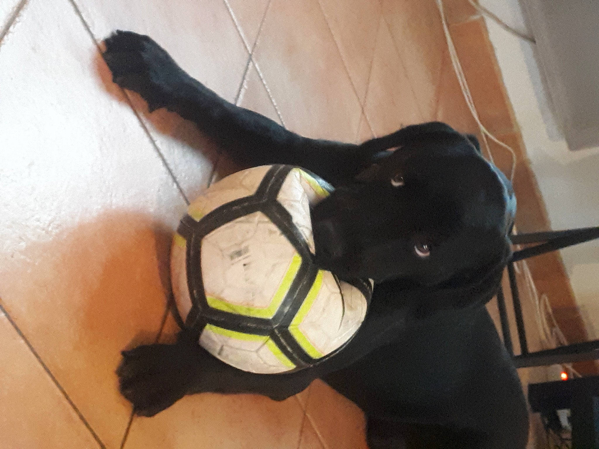 Marlow participe au concours pour gagner de l'argent avec cette photo : ball, ball_game, flooring, football, hardwood, helmet, human_leg, knee, personal_protective_equipment, player, soccer, soccer_ball, sports, sports_equipment, sports_gear, sportswear, team_sport, tennis_ball, thigh, wood