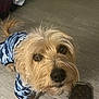 Cookie joined the competition — help win amazing prizes! dog, pet, camouflage_shirt, floor, treat, wallet, brown_eyes, fur, indoor, looking_up, small_dog, curious, close_up, snout, ears, tail, paws, light_brown, canine, domestic_animal
