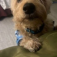 Cookie is registered to the contest to win money with this photo: dog, close_up, indoor, curious, fur, pet, collar, bedroom, furniture, blurry, soft_focus, canine, animal, domestic, cute, paw, nose, whiskers, curly_fur, background