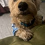 dog, close_up, indoor, curious, fur, pet, collar, bedroom, furniture, blurry, soft_focus, canine, animal, domestic, cute, paw, nose, whiskers, curly_fur, background