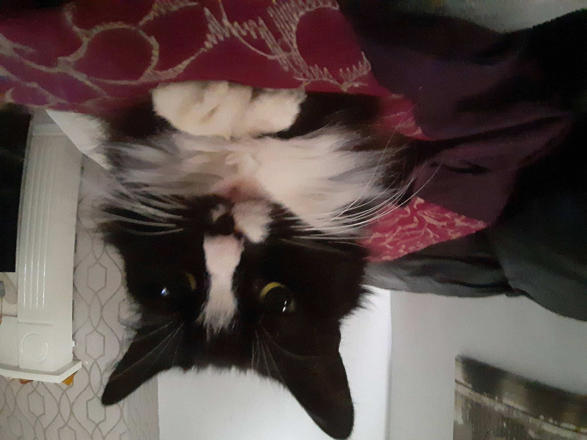 Sparkke is registered to the contest to win money with this photo: carnivore, cat, ear, felidae, fur, kitten, norwegian_forest_cat, small_to_medium_sized_cats, tail, whiskers