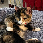 Finley joined the competition — help win amazing prizes! cat, kitten, calico, pet, indoor, blanket, furniture, couch, striped, red_throw, curious, soft_texture, relaxed, animal, mammal, whiskers, paw, fur, cute, young