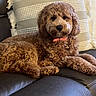 Salem Sage joined the competition — help win amazing prizes! dog, curly_fur, brown_fur, fluffy, pet, collar, indoors, couch, leather, pillows, home, portrait, sitting, lying_down, looking_at_camera, cute, cozy, living_room, companion_animal, relaxed