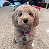 Salem Sage is registered to the contest to win money with this photo: puppy, dog, fluffy, curly_fur, caramel_color, brown, portrait, sitting, indoors, kitchen, floor, collar, dog_tags, close_up, cute, pet, looking_at_camera, soft_focus, home, adorable