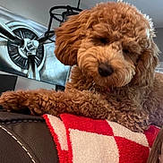 Salem Sage joined the competition — help win amazing prizes! dog, puppy, curly_fur, apricot_fur, floppy_ears, black_nose, pet, animal, portrait, close_up, lying_down, paw, blanket, red_blanket, white_blanket, couch, indoor, living_room, wall_fan, human_partial_face