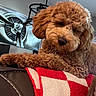 dog, puppy, curly_fur, apricot_fur, floppy_ears, black_nose, pet, animal, portrait, close_up, lying_down, paw, blanket, red_blanket, white_blanket, couch, indoor, living_room, wall_fan, human_partial_face