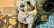 Salem Sage joined the competition — help win amazing prizes! dog, puppy, curly_fur, apricot_fur, fluffy, sitting, indoors, rug, patterned_rug, collar, pink_collar, pet_tag, underbite, smiling, portrait, stroller, floor, home, carpet, cute