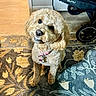 dog, puppy, curly_fur, apricot_fur, fluffy, sitting, indoors, rug, patterned_rug, collar, pink_collar, pet_tag, underbite, smiling, portrait, stroller, floor, home, carpet, cute