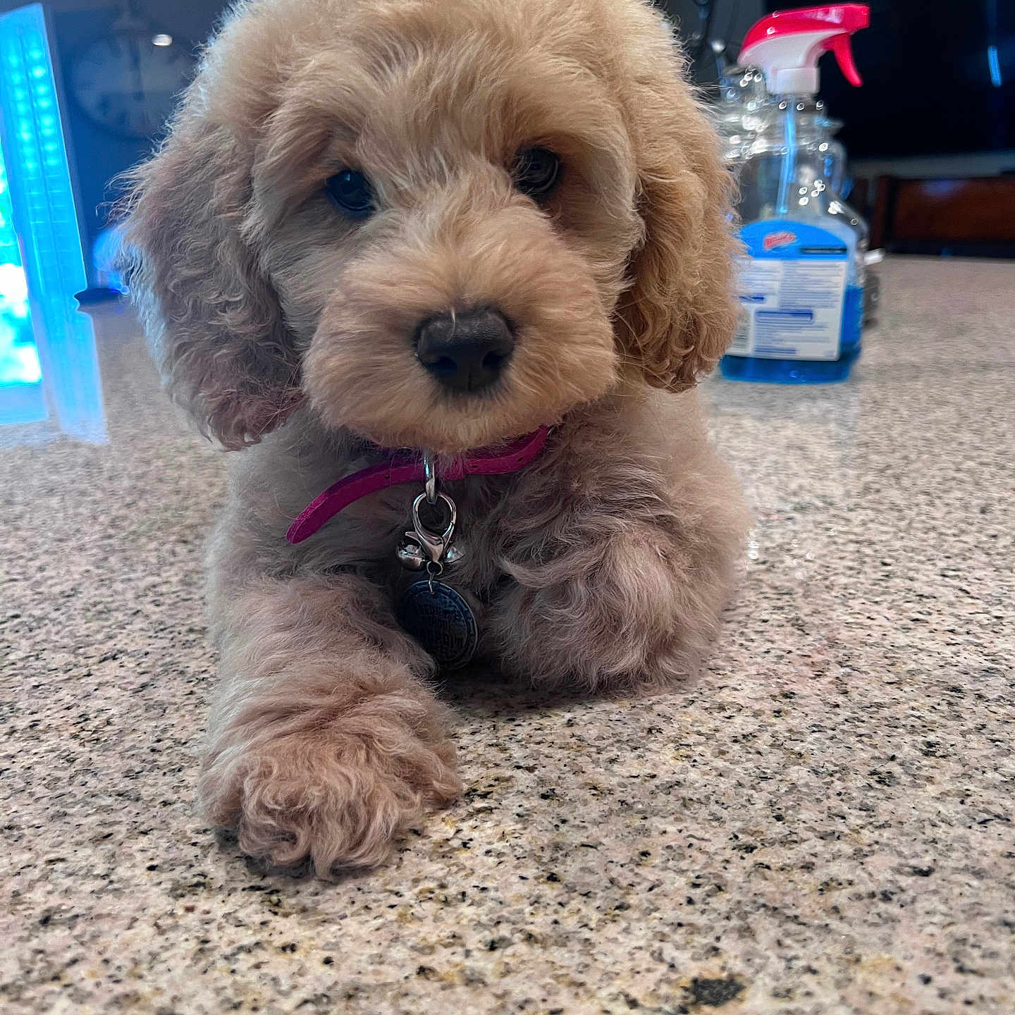Salem Sage is registered to the contest to win money with this photo: dog, puppy, apricot_coat, fluffy, curly_fur, portrait, closeup, lying_down, paws, collar, tag, indoor, kitchen, countertop, granite, spray_bottle, blue_light, home, cute, direct_gaze
