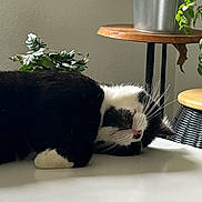 Aladin participe au concours pour gagner de l'argent avec cette photo : cat, black_and_white, sleeping, indoor, plant, wooden_table, leafy_plant, furniture, pet, whiskers, relaxed, cozy, domestic, animal, resting, table, home, cute, fur, nap