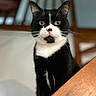 cat, tuxedo_cat, black_and_white, pet, home, wooden_table, chair, indoor, feline, curious, whiskers, portrait, close_up, animal, domestic_cat, sitting, furniture, soft_lighting, focus, background_blur