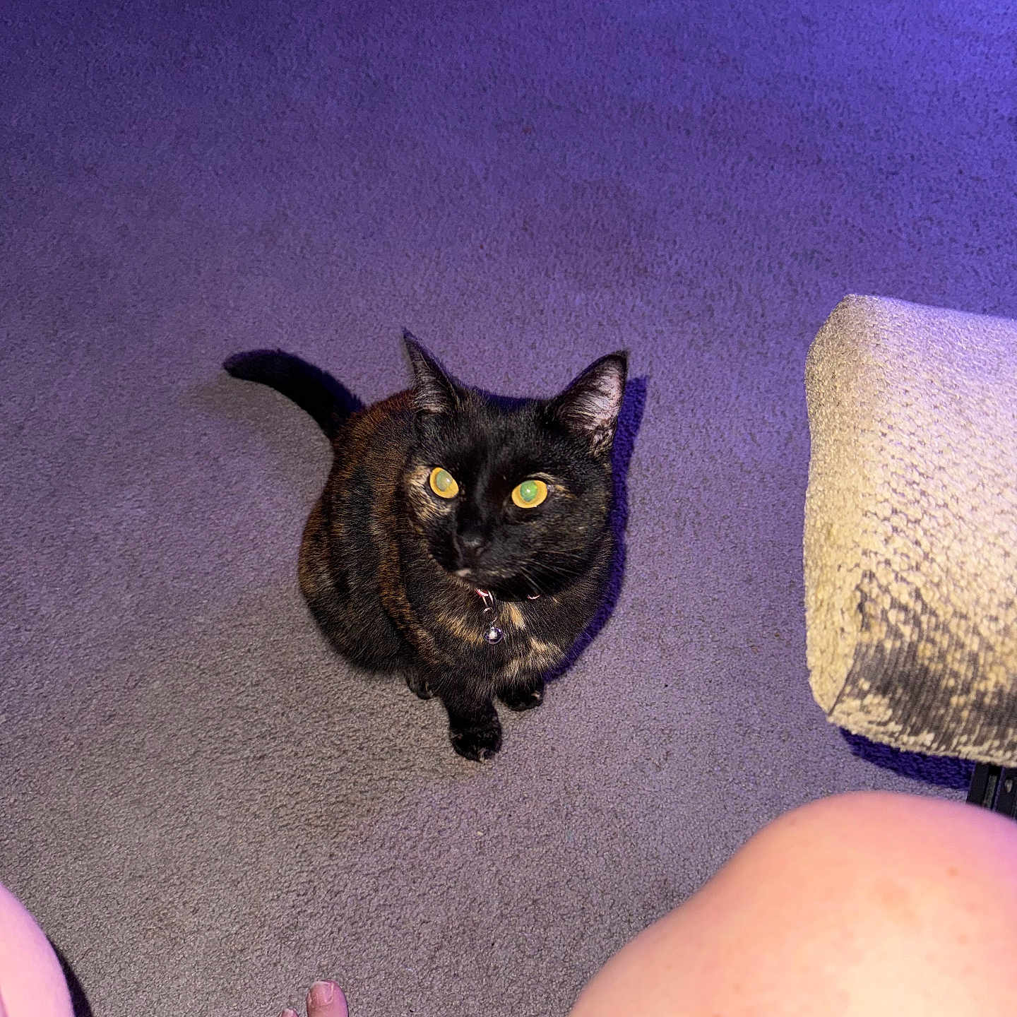 Roxxy