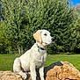 puppy, dog, white_dog, collar, outdoor, park, green_grass, tree, sunlight, blue_sky, wood, log, nature, animal, pet, sitting, young_dog, daytime, fur, cute