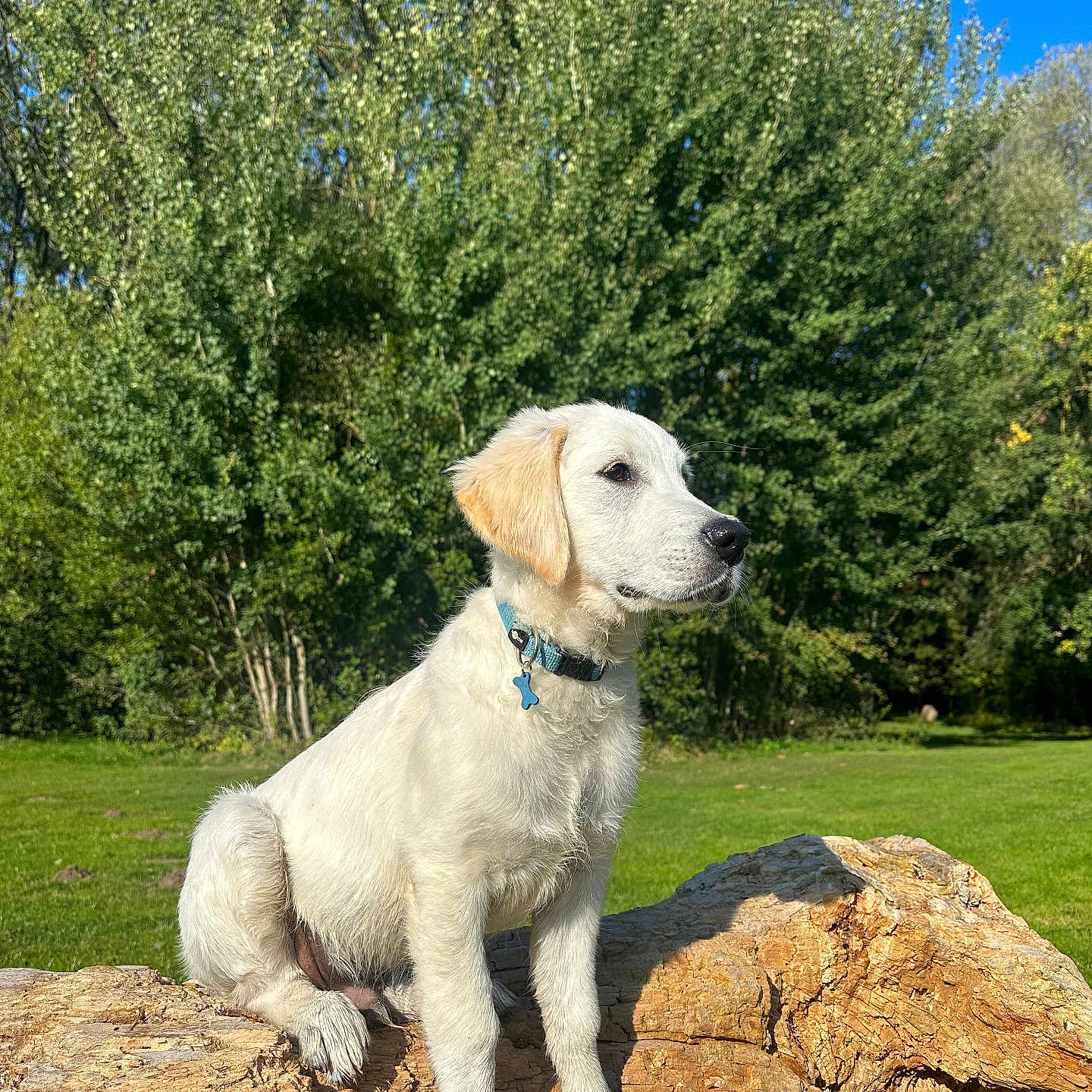 Aston participe au concours pour gagner de l'argent avec cette photo : animal, blue_sky, collar, cute, daytime, dog, fur, green_grass, log, nature, outdoor, park, pet, puppy, sitting, sunlight, tree, white_dog, wood, young_dog