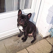 Bounty participe au concours pour gagner de l'argent avec cette photo : bulldog, carnivoran, dog, dog_breed, dog_breed_group, dog_like_mammal, french_bulldog, mammal, non_sporting_group, snout, toy_bulldog