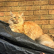 Pekoe is registered to the contest to win money with this photo: animal, black_tarp, brick_wall, calm, cat, cute, domestic_animal, feline, fluffy, leaves, long_hair, mammal, nature, orange_cat, outdoor, pet, relaxed, resting, sunlight, tabby