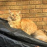 animal, black_tarp, brick_wall, calm, cat, cute, domestic_animal, feline, fluffy, leaves, long_hair, mammal, nature, orange_cat, outdoor, pet, relaxed, resting, sunlight, tabby