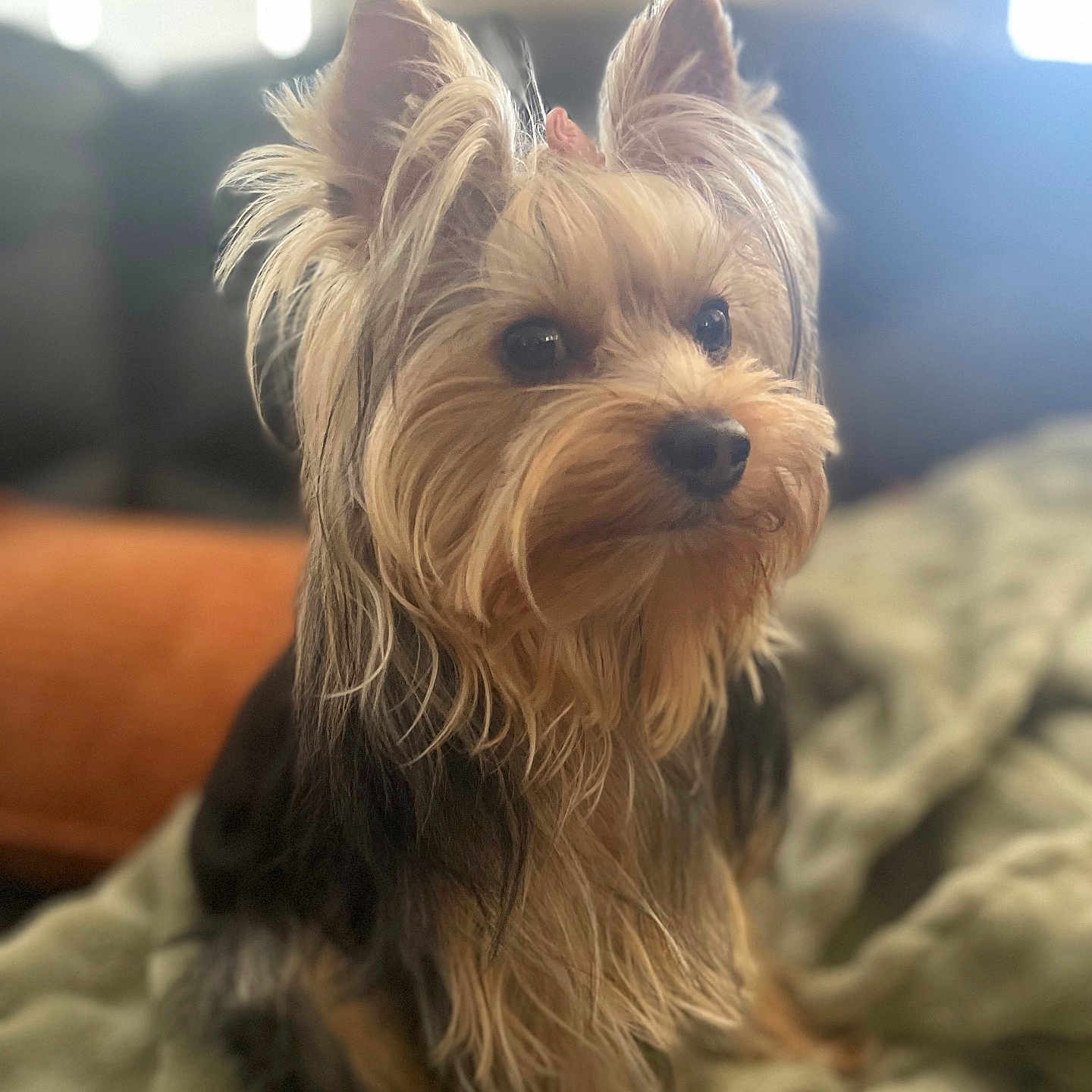 Daisy is registered to the contest to win money with this photo: alert, animal, blanket, companion, cozy, cute, cute_pet, dog, domestic, ears, focused, fur, furry, indoor, pet, portrait, sitting, small_dog, soft_light, yorkshire_terrier