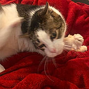 Ella is registered to the contest to win money with this photo: cat, feline, pet, whiskers, paw, red_blanket, blanket, cozy, indoor, closeup, portrait, fur, white_fur, tabby, lounging, playful, motion_blur, nose, eye, ear
