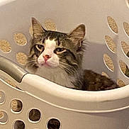 Pippin joined the competition — help win amazing prizes! cat, laundry_basket, pet, fur, whiskers, ears, indoor, carpet, white_basket, holes, resting, relaxed, domestic, cozy, portrait, cute, tabby, face, nose, curious