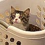 Pippin is registered to the contest to win money with this photo: cat, laundry_basket, pet, fur, whiskers, ears, indoor, carpet, white_basket, holes, resting, relaxed, domestic, cozy, portrait, cute, tabby, face, nose, curious