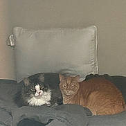 Ollie is registered to the contest to win money with this photo: cat, cats, two_cats, tabby_cat, orange_cat, black_and_white_cat, fur, whiskers, bed, pillow, blanket, indoor, pet, resting, cozy, companions, nap, living_room, grumpy_expression, curled_up