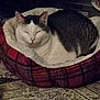 cat, pet, sleeping, cat_bed, cozy, indoor, fur, black_and_white_cat, white_face, plaid_bed, cushion, rug, vintage_rug, relaxed, closeup, portrait, whiskers, ears, eyes_closed, loaf