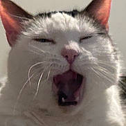 Mina is registered to the contest to win money with this photo: cat, yawning, close_up, whiskers, fur, indoor, pet, domestic_cat, pink_nose, sleepy, candid, portrait, face, mouth_open, teeth, tongue, ears, blurred_background, grainy, white_fur