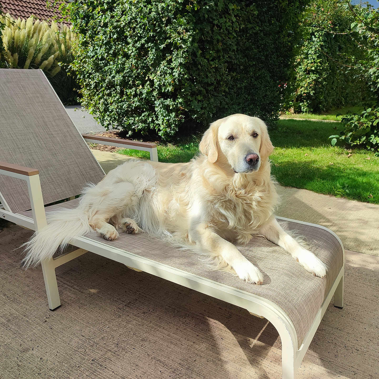 Lily participe au concours pour gagner de l'argent avec cette photo : animal, architecture, bench, building, canine, dog, furniture, goldenretriever, grass, house, housing, labradorretriever, nature, outdoors, patio, pet, plant, plywood, puppy, yard