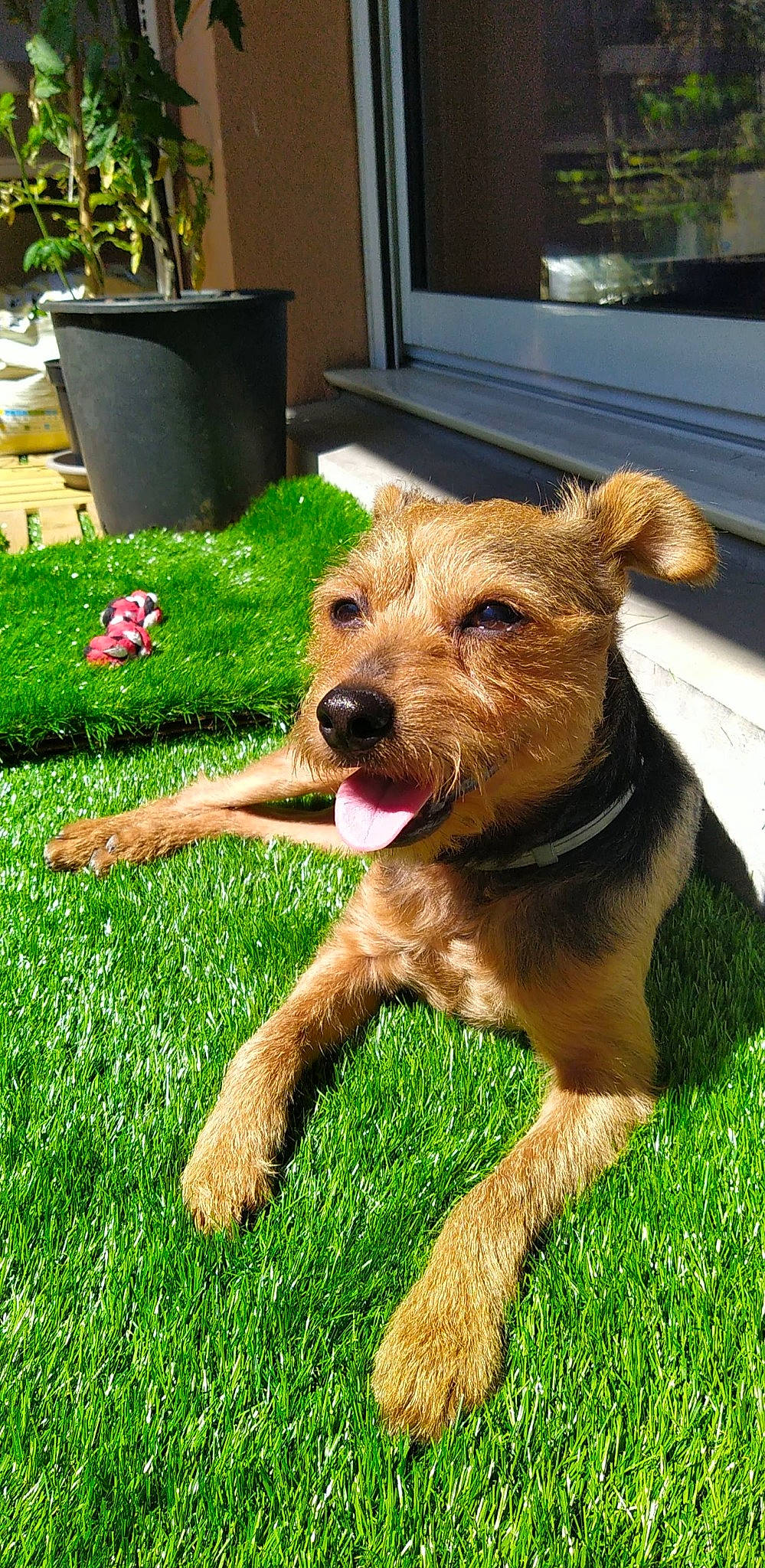 Pixies a rejoint le concours — aidez-le/la à gagner de superbes lots ! canidae, carnivore, collar, companion_dog, dog, dog_breed, door, fawn, flowerpot, grass, groundcover, houseplant, liver, plant, sporting_group, terrier, welsh_terrier, window, working_animal, working_terrier