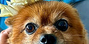 Lila joined the competition — help win amazing prizes! dog, close_up, fluffy, brown_fur, white_rose, flower, pet, cute, face, nostrils, whiskers, background, blue, animal, domestic_animal, portrait, looking_at_camera, snout, indoor, soft_fur