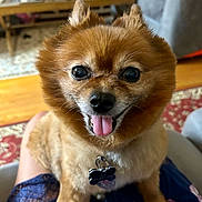 Lila joined the competition — help win amazing prizes! dog, pet, pomeranian, close_up, tongue_out, happy, furry, indoor, living_room, carpet, person_lap, collar, tag, wooden_table, blurred_background, cozy, cute, animal, friendly, companion