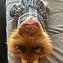 Lila joined the competition — help win amazing prizes! dog, puppy, fluffy, fur, hoodie, plaid, clothing, pet, cute, resting, lying_down, indoor, couch, brown_fur, small_dog, cozy, relaxed, animal, sleeping, companion