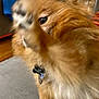 Lila joined the competition — help win amazing prizes! dog, paw, fur, collar, tag, indoor, couch, pet, brown, small_dog, furry, animal, cute, blurry, raised_paw, domestic_animal, living_room, close_up, canine, fluffy